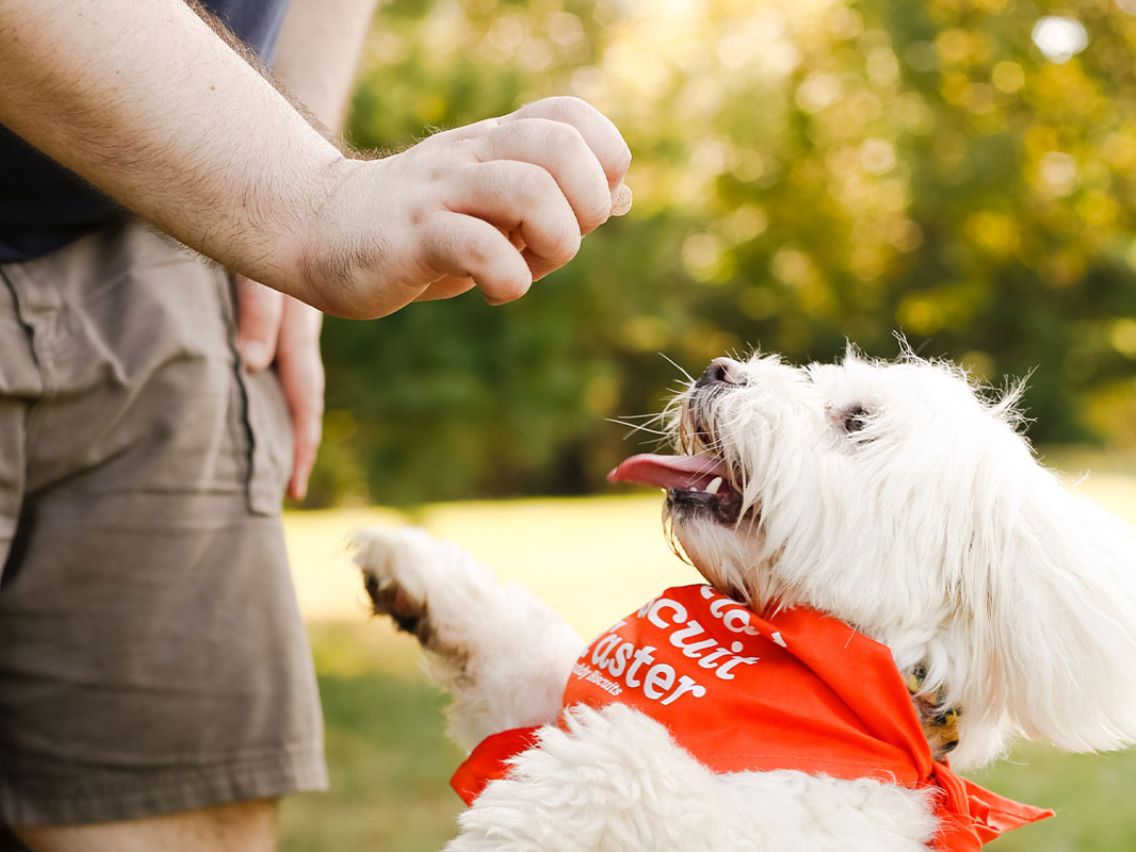 A fluffy white dog wearing a red bandana with "Biscuit Master" written on it, looking up intently at a person's hand, which is held in a fist, suggesting the dog is waiting for a treat or command. The background is a blurry outdoor setting with green trees.