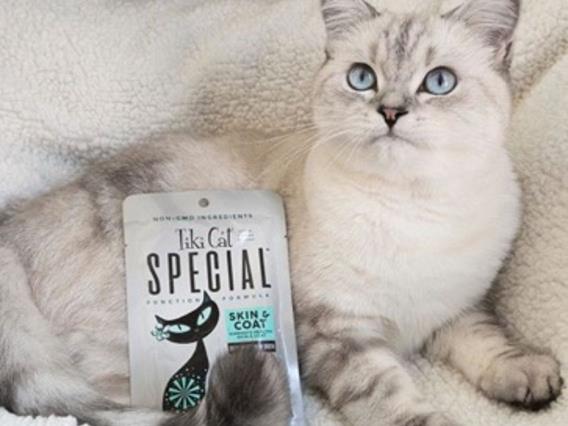 A light-colored cat with striking blue eyes lies on a fluffy white blanket next to a pouch of Tiki Cat Special Function Formula for "Skin & Coat." The cat is looking up and slightly to the right.